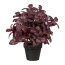 Kunstpflanze Basilikumbusch, burgund, inklusive Kunststoff-Topf, Höhe ca. 30 cm