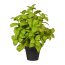 Kunstpflanze Basilikumbusch, grün, inklusive Kunststoff-Topf, Höhe ca. 30 cm