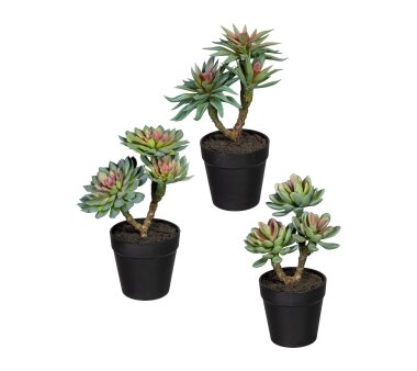 Kunstpflanze Sukkulenten, Höhe grau, kaufen 30 cm ca. Kunststoff-Topf, grün inklusive / online