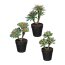 Kunstpflanze Sukkulenten, 3er Set, grün / rosa, inklusive Kunststoff-Topf, Höhe ca. 22-24 cm