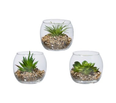 Kunstpflanze Sukkulenten, 3er Set, grün, inkl. Glas,...