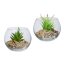 Kunstpflanze Sukkulenten, 4er Set, 2-fach sortiert, grün, inkl. Glas, ca. 10x8 cm