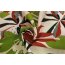 ADAM Deko-Schal Jungle mit Kräuselband, rosa, HxB 175x145 cm