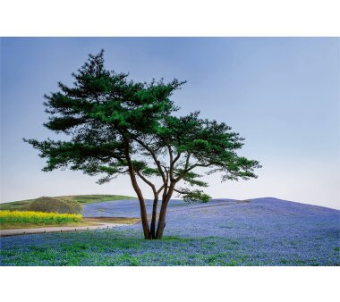AS Creation Vlies-Fototapete TREE IN BLUE FLOWER FIELD IN...