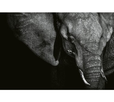 AS Creation Vlies-Fototapete BEAUTIFUL ELEPHANT 118920, 8 Teile, 384x260 cm