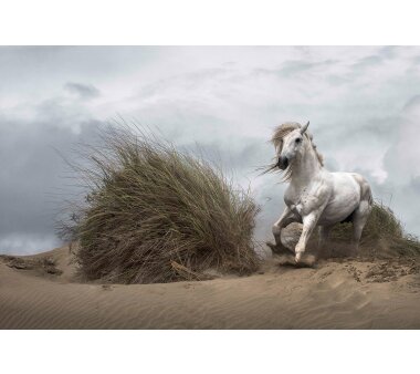 AS Creation Vlies-Fototapete WHITE WILD HORSE 118925, 8...