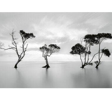 AS Creation Vlies-Fototapete TREES IN THE STILL WATER...
