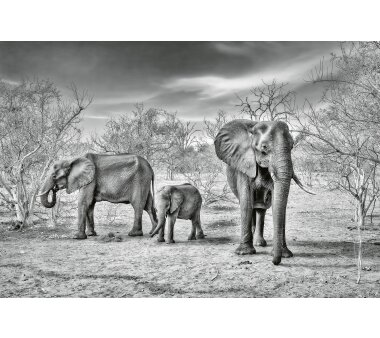 AS Creation Vlies-Fototapete ELEPHANT FAMILY 118931, 8...