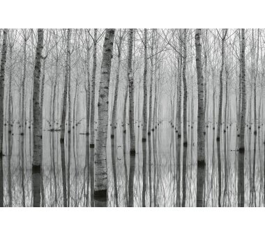 AS Creation Vlies-Fototapete BIRCH FOREST IN THE WATER...