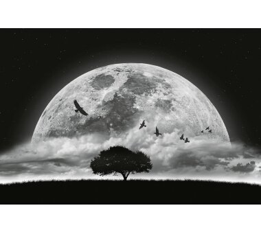AS Creation Vlies-Fototapete MOON AND BIRDS 119044, 8...