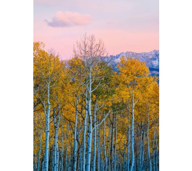 AS Creation Vlies-Fototapete BIRCHES AND MOUNTAINS...