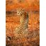 AS Creation Vlies-Fototapete LEOPARD SAFARI 119074, 4 Teile, 192x260 cm