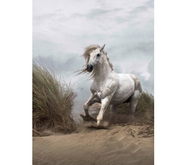 AS Creation Vlies-Fototapete WHITE WILD HORSE 119076, 4 Teile, 192x260 cm
