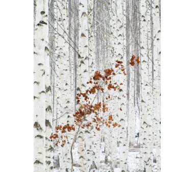 AS Creation Vlies-Fototapete WHITE BIRCH FOREST 119078, 4 Teile, 192x260 cm