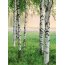 AS Creation Vlies-Fototapete NORDIC FOREST 119114, 4 Teile, 192x260 cm