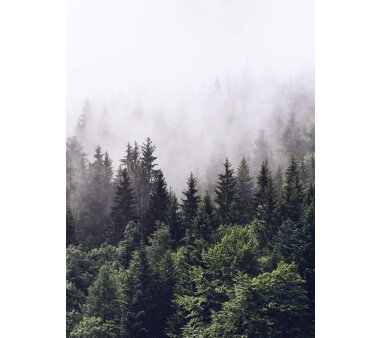 AS Creation Vlies-Fototapete FOGGY FOREST 119123, 4...