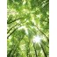 AS Creation Vlies-Fototapete SUNNY FOREST 119129, 4 Teile, 192x260 cm