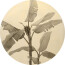 Vlies-Fototapete KOMAR, DOTS BANANA PLANT, selbstklebend, 1 Teil, Ø 125 cm