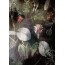 Vlies-Fototapete KOMAR, INK NIGHT FLOWERS, 4 Teile, BxH 200 x 280 cm