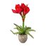 Kunstpflanze Amaryllis, Farbe rot, inkl. Zement-Topf, Höhe ca. 35 cm