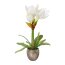 Kunstpflanze Amaryllis, Farbe weiß, inkl. Zement-Topf, Höhe ca. 35 cm