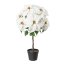Kunstpflanze Poinsettienstamm Velvet, Farbe weiß, inkl. Topf, Höhe ca. 75 cm