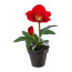 Kunstpflanze Christrose Velvet, 4er Set, Farbe rot, inkl. Topf, Höhe ca. 19 cm