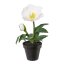 Kunstpflanze Christrose Velvet, 4er Set, Farbe weiß, inkl. Topf, Höhe ca. 19 cm