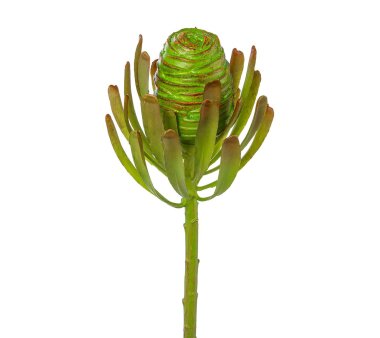 Kunstpflanze Leucodendronzweig, 4er Set, Farbe grün,...