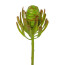 Kunstpflanze Leucodendronzweig, 4er Set, Farbe grün, Höhe ca. 52 cm