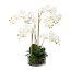 Kunstpflanze Phalenopsis (Orchidee), Farbe weiß, inkl. Glastopf, Höhe ca. 50 cm