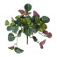 Kunstpflanze Peperomia, 2er Set, Farbe grün, Höhe ca. 22,5 cm