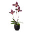 Kunstpflanze Orchidee Frauenschuh, 2er Set, Farbe bordeaux-grün, inkl. Topf, Höhe ca. 45 cm