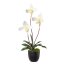 Kunstpflanze Orchidee Frauenschuh, 2er Set, Farbe creme-grün, inkl. Topf, Höhe ca. 45 cm