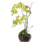 Kunstpflanze Phalaenopsisarrangement, Farbe grün, inkl. Ovalvase, Höhe ca. 55 cm