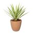 Kunstpflanze Yucca, Farbe grün-creme, inkl. Terracottatopf, Höhe ca. 45 cm