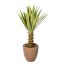 Kunstpflanze Yucca, Farbe grün-creme, inkl. Terracottatopf, Höhe ca. 75 cm