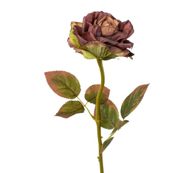 Kunstblume Rose, 6er Set, Farbe aubergine, Höhe ca....