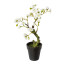 Kunstpflanze Mandelbonsai, 2er Set, Farbe weiß, inkl. Topf, Höhe ca. 26 cm