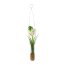 Kunstpflanze Hyacinthe, 2er Set, Farbe creme, inkl. Hängevase