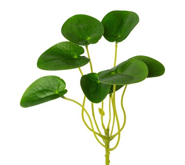 Kunstpflanze Pileapick, 8er Set, Farbe grün,...