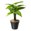 Kunstpflanze Alocasia Zebrina, 2er Set, Farbe grün, inkl. Kunststofftopf, Höhe ca. 30 cm
