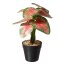 Kunstpflanze Caladium, 2er Set, Farbe grün-rot, inkl. Kunststofftopf, Höhe ca. 30 cm