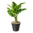 Kunstpflanze Splitphilodendron, 2er Set, Farbe grün, inkl. Kunststofftopf, Höhe ca. 30 cm