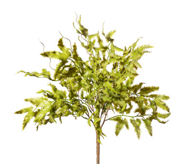 Kunstpflanze Lygodiumbusch, 2er Set, Farbe grün,...