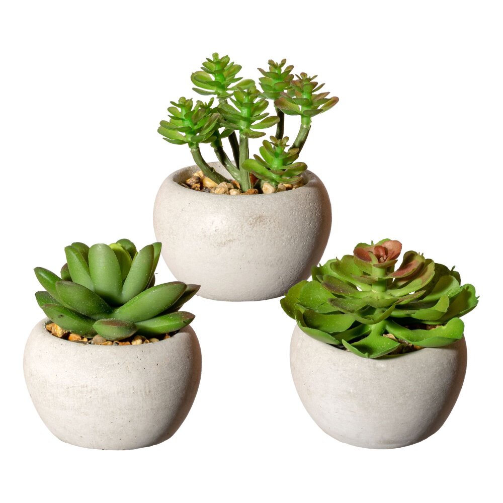 Kunstpflanze Sukkulenten, 6er Set, 3-fach sortiert in Farbe: grün kaufen