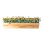 Kunstpflanze Teeblatt im Holzkasten 52x10x9 cm, Farbe grün-braun, Höhe ca. 16 cm