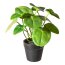 Kunstpflanze Pileabusch, 2er Set, Farbe grün, inkl. Topf, Höhe ca. 21 cm