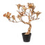Kunstpflanze Magnolienbaum, Farbe altgold, inkl. Topf, Höhe ca. 71 cm