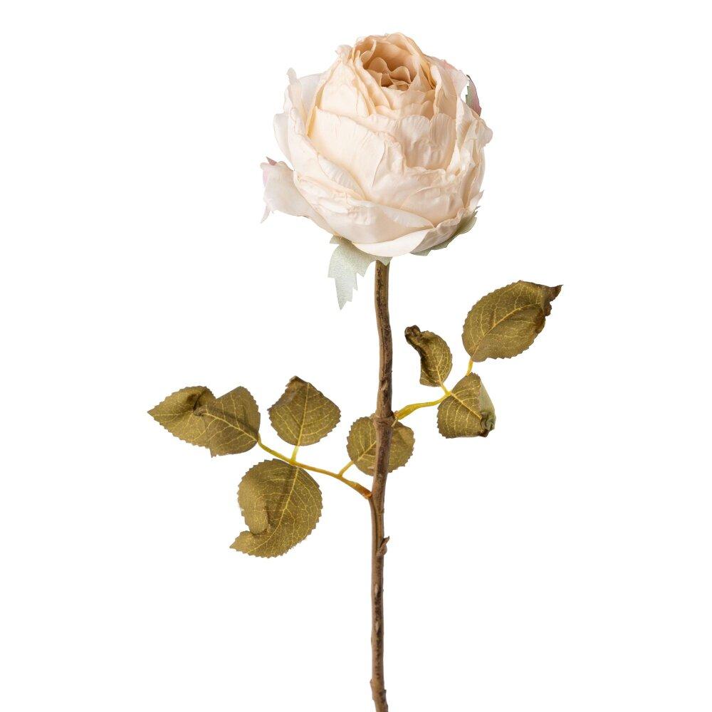 Kunstblume Rose, 5er Set, Farbe kaufen online creme, 60 cm Höhe ca. ✔